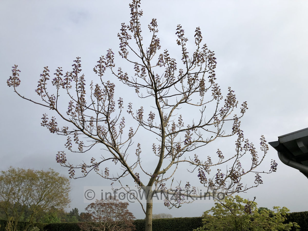 Paulownia tomentosa 11 (fortunei).JPG